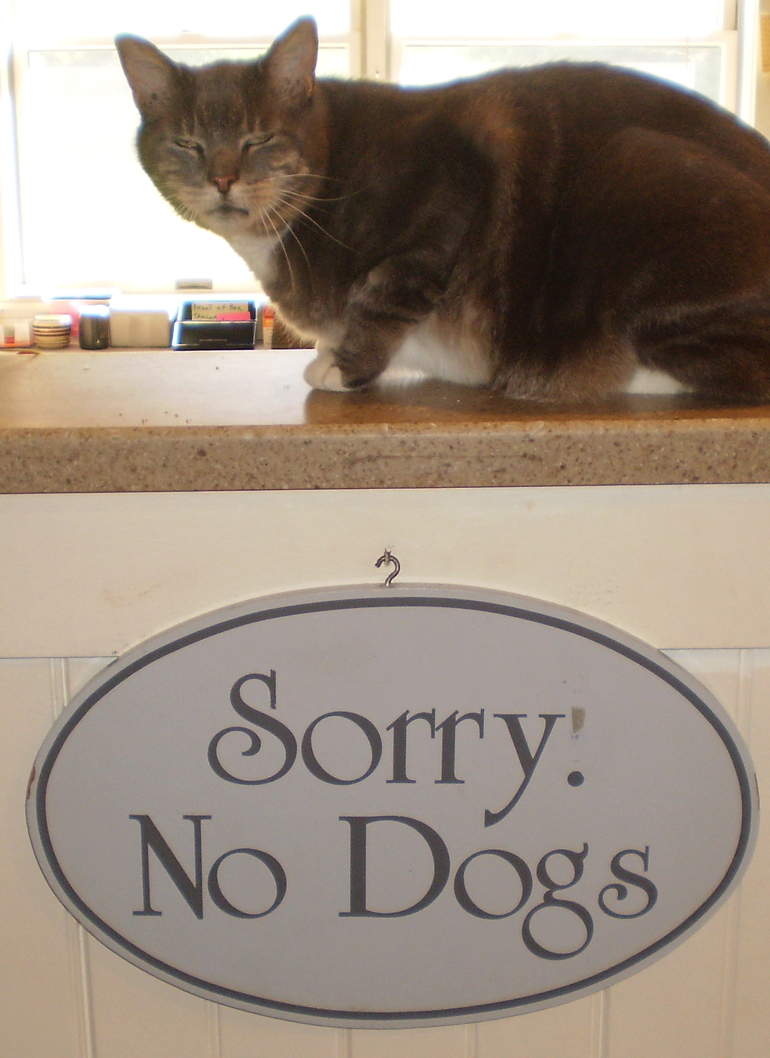 sorry no dogs